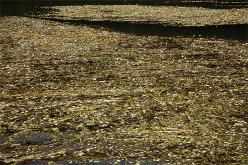 Martes Romántico: El río de las arenas de oro